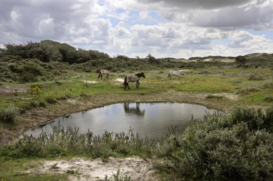 Vakantiehuisje Aan Zee Vlakbij Plopsaland En Het Strand - Casa Memphis De Panne Bagian luar foto